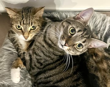 For Adoption Alfie & Woody - Cuddly Sweeties For Adoption Alfie & Woody - Cuddly Sweeties