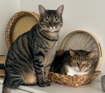 For Adoption Alfie & Woody - Cuddly Sweeties For Adoption Alfie & Woody - Cuddly Sweeties