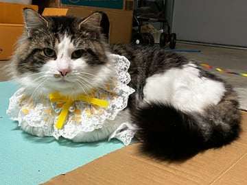 For Adoption Johnny - Smart AND Handsome