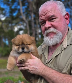 Available Now XENA & TEDDY CHOW CHOW PUPPIES