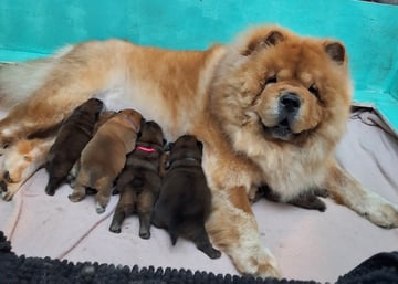 XENA AND BABIES Available Now XENA & TEDDY CHOW CHOW PUPPIES