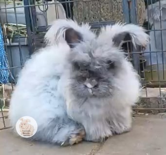 Available Now Purebred English Angora bunny rabbit 