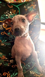 Available Now Peruvian hairless puppies