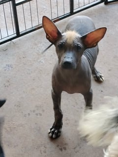 Available Now Peruvian hairless puppy 