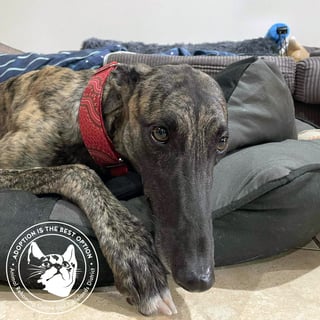 For Adoption Meg (Little Meg)