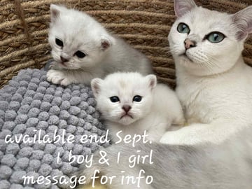 Available Soon Burmilla kittens