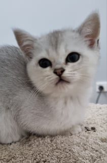 Available Soon Burmilla kittens