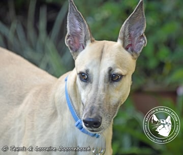 For Adoption Marmalade