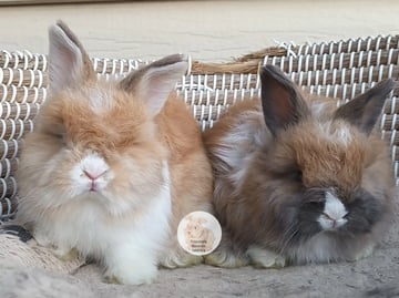 Available Now Purebred English Angora baby rabbits bunnies 