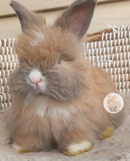 Available Now Purebred English Angora baby rabbits bunnies 