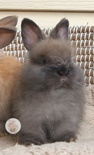 Available Now Purebred English Angora baby rabbits bunnies 
