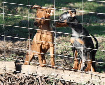Available Now Miniature Pinscher Puppies 