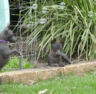 Available Now Miniature XOLO Pups 