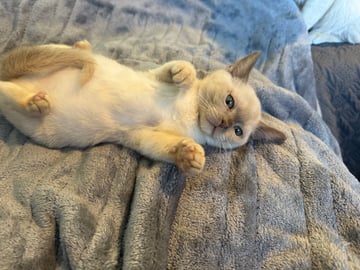 For Adoption Beautiful Burmese Kittens Ready Now