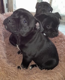 Available Now Staffordshire Bull Terrier Puppies