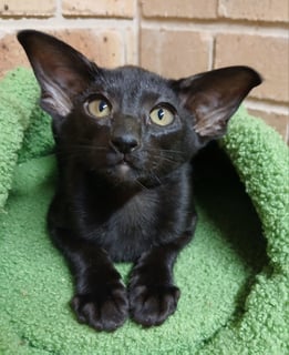 Available Now Oriental kitten