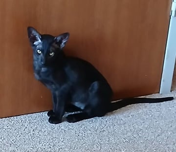 Available Now Oriental kittens