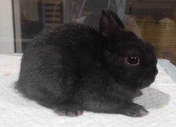 For Adoption Netherland Dwarf Buck