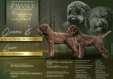 Available Soon Rayvale Lagotto Romagnolo born 31/7/25
