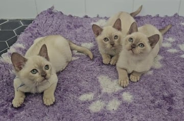 Available Soon Chocolate Burmese Kittens, Females - Registered Breeder