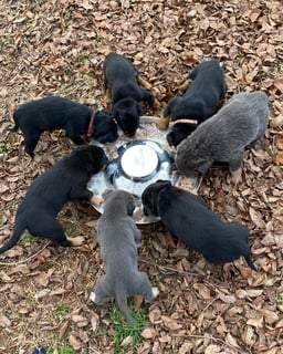Available Now Working Kelpie Pups for Sale
