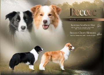 Available Soon Dogs Australia Pedigree Border Collie Puppies