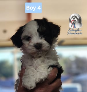 Available Now Havanese Puppies 