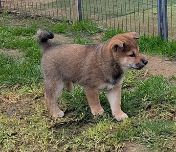 Available Now Shiba Inu Puppies