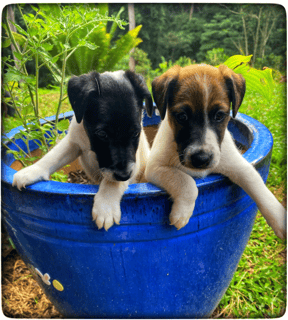 Available Now Smooth Fox Terrier Puppies