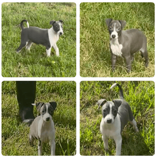 Available Now Italian Greyhound Puppies