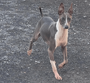 Available Now Leonardo - Adult Male Italian Greyhound