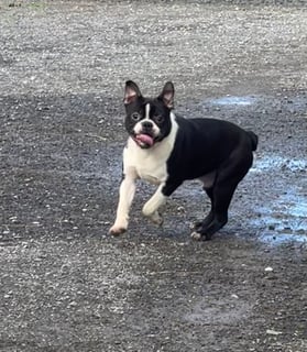 Available Now ANKC Pedigree BOSTON TERRIER PUP Premium Qlty - Registered Breeder