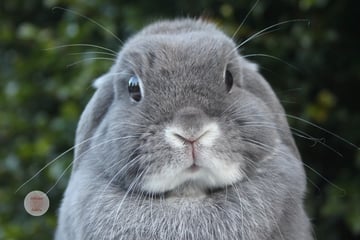 Available Soon Adorable Blue Fox Mini Lop Girl