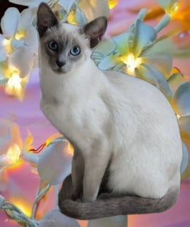 Available Now Siamese Kittens Available For Sale