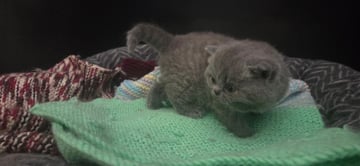 Available Soon British Shorthair Kittens