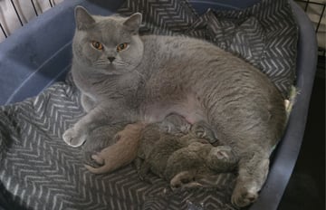 Available Soon British Shorthair Kittens