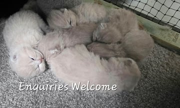 Available Soon British Shorthair Kittens