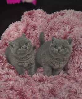 Available Soon British Shorthair Kittens Available Soon British Shorthair Kittens
