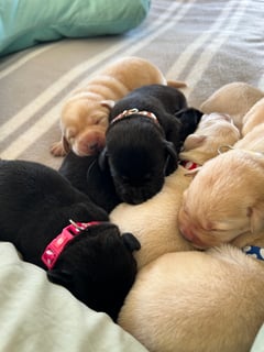 Available Soon Puppies for sale