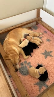 Available Soon Cute Labby puppies 