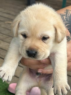 Available Soon Cute Labby puppies 