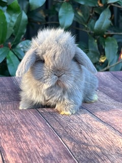 Available Soon MINI LOP RABBITS