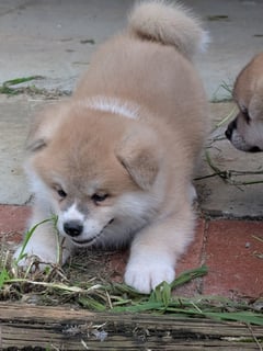Available Soon Purebred AKIHO Japanese Akita inu