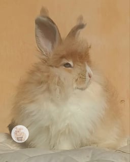 Available Now Gorgeous purebred English Angora baby rabbits bunnies 
