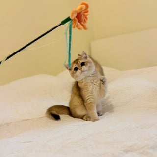 Available Now Golden Shaded - British Shorthair Kitty cat