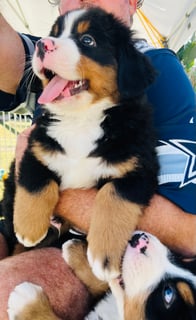 Available Soon Bernese Mountain Dog Puppies
