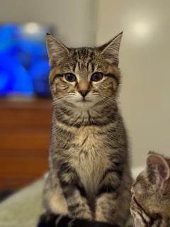 For Adoption Bebe Mewell - Sassy Sweetheart