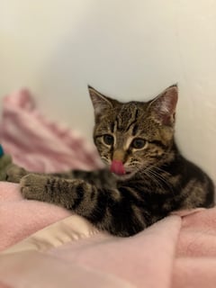For Adoption Hunter Mewell - Big Boof