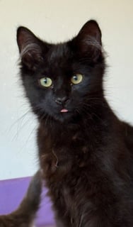 For Adoption Liquorice Six - Tufty Ears and Tail