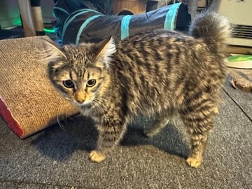 For Adoption Pepper Paws - Cheeky, Funny Girl